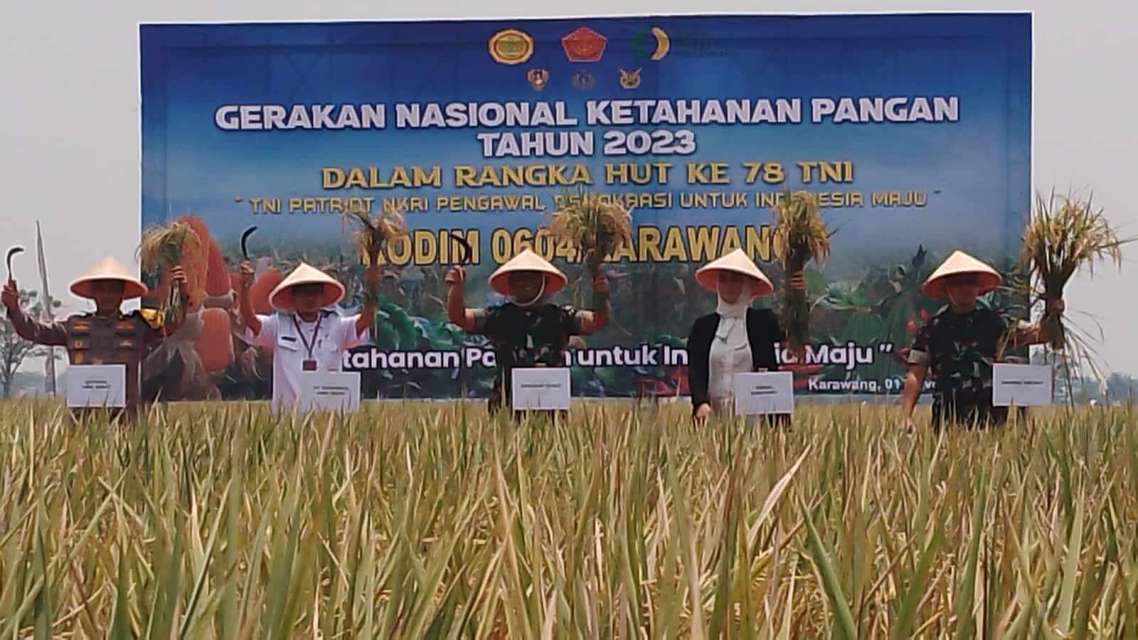 Kodam III/Siliwangi Gelar Panen Raya di Desa Cadas Kertajaya Telagasari Kabupaten Karawang